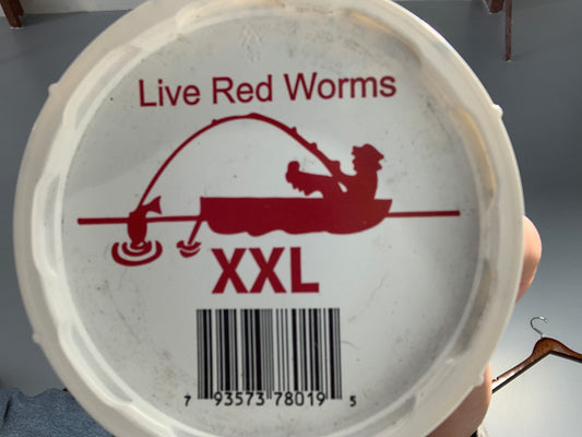 Live red worms XXL cup